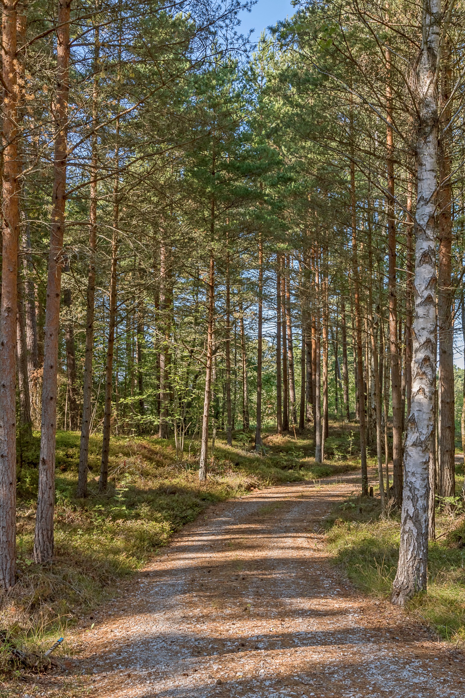  Fårö Skär 1389b