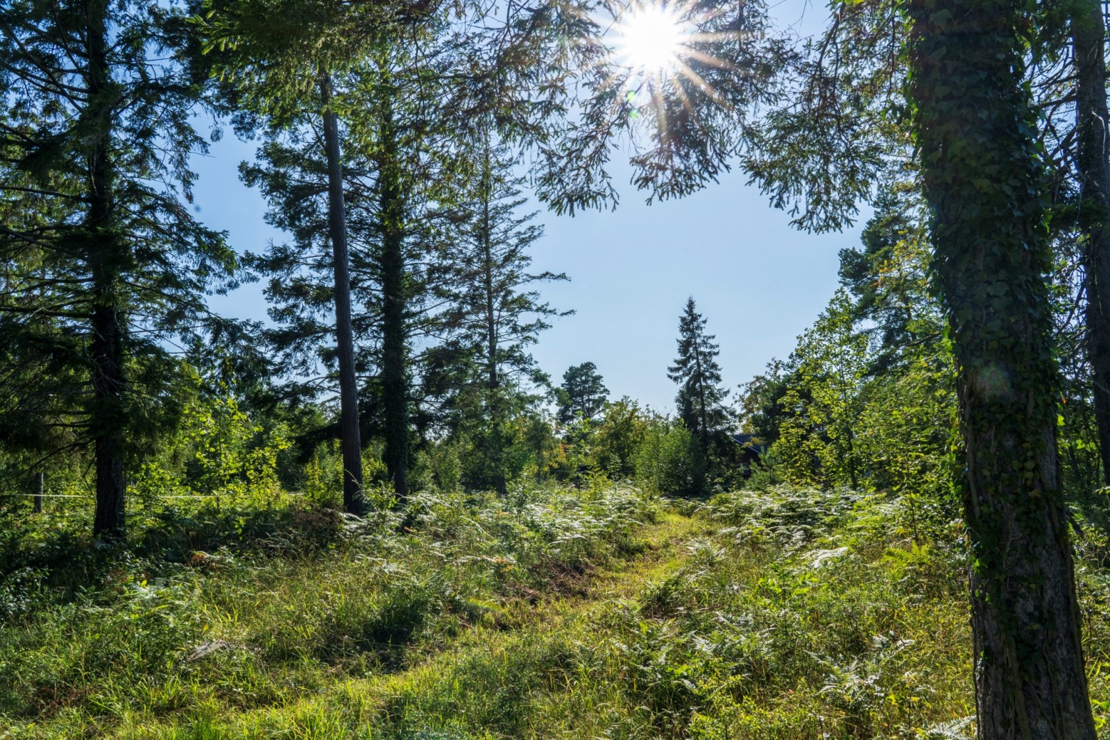 Bakkant västerut Gnisvärdsvägen 111B