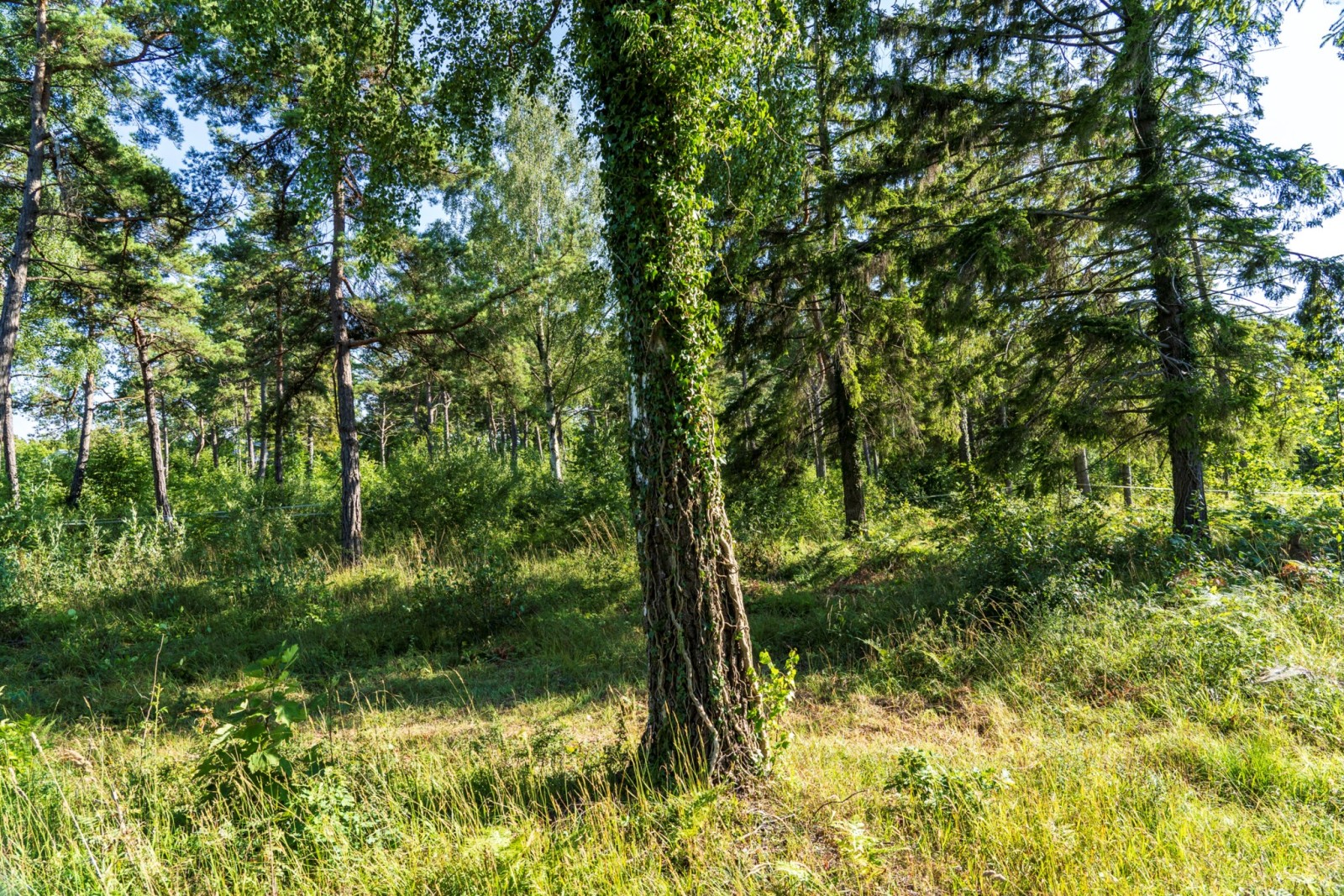 Bakkant söderut Gnisvärdsvägen 111B