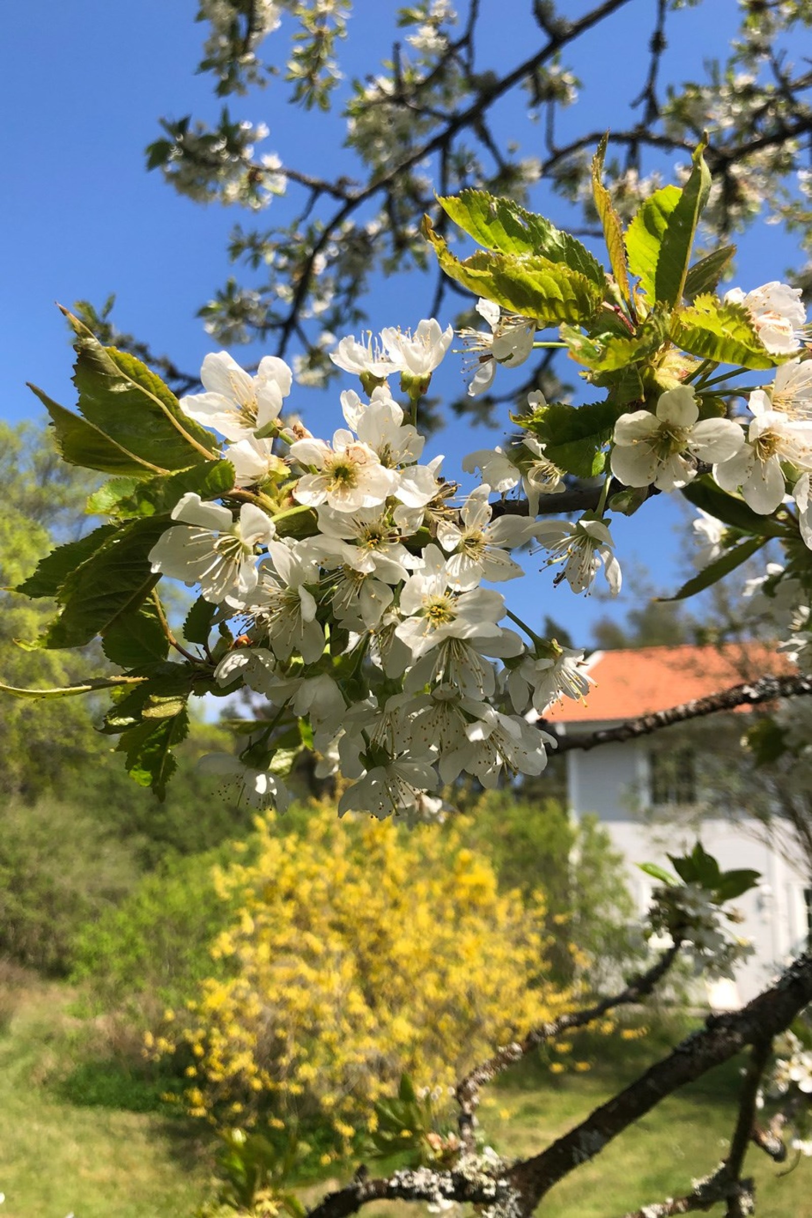  Väskinde Lilla Klintegårde 539