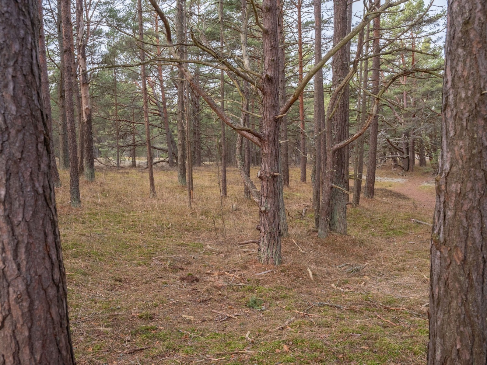  Fårö Simunds