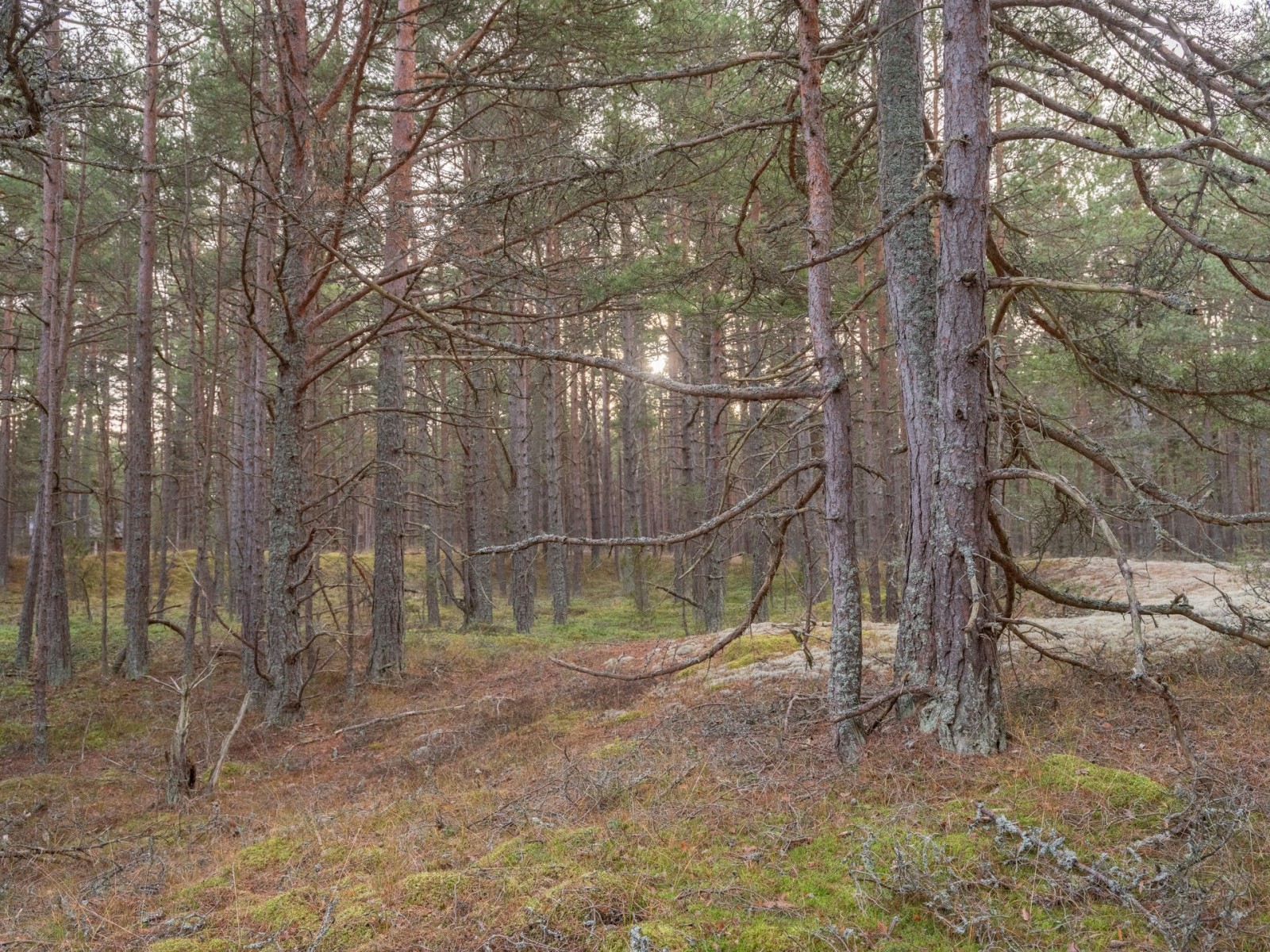  Fårö Simunds