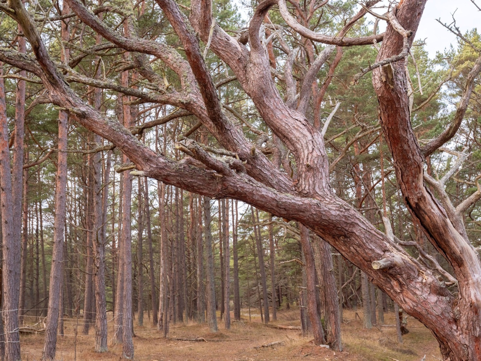  Fårö Simunds