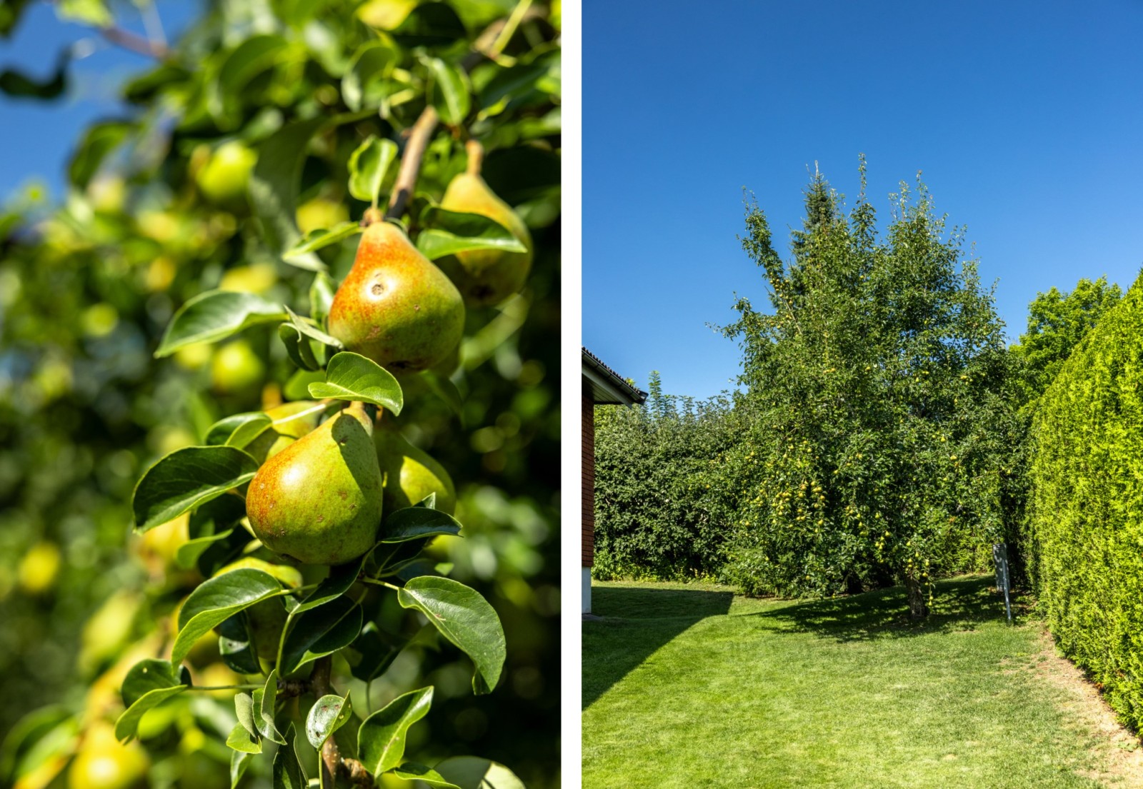 Trädgårdsvy Nytorpsvägen 9