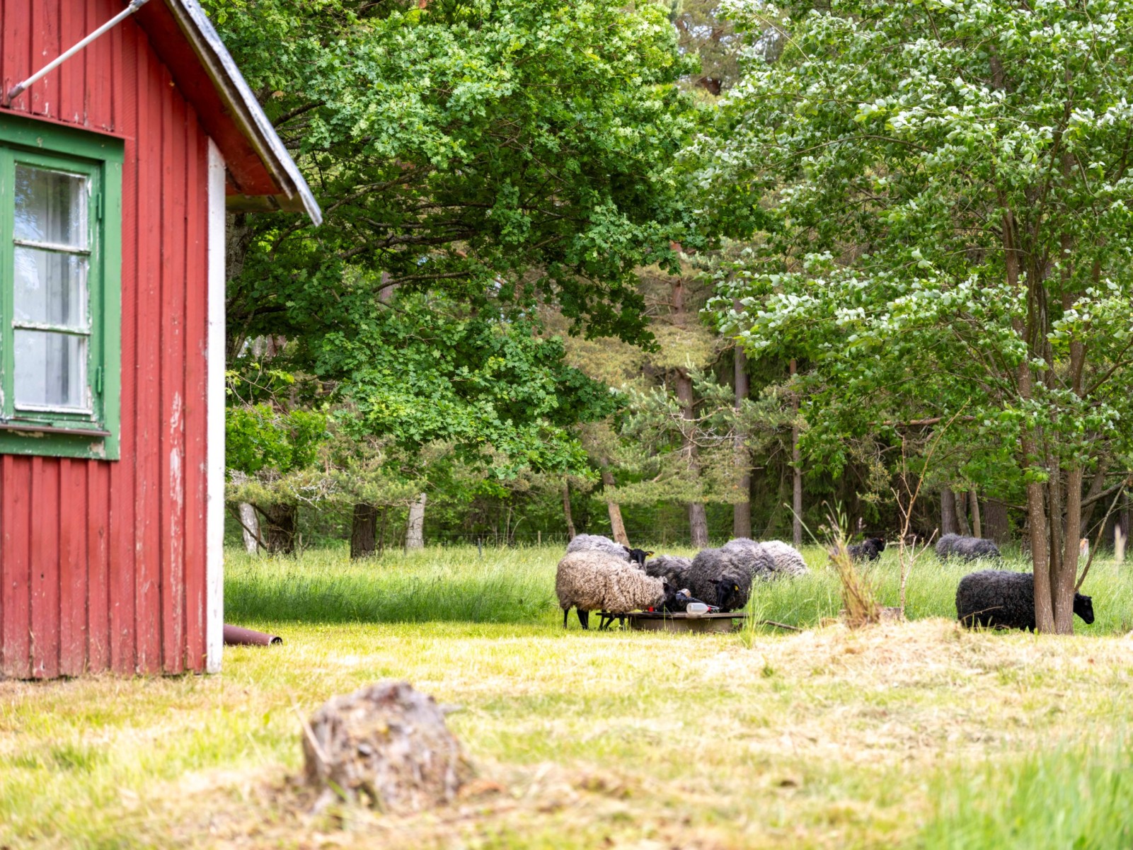  Alskog Svajde 989