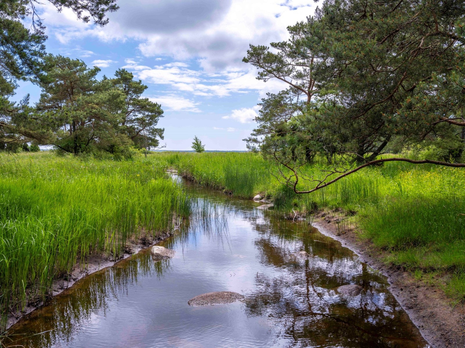  Alskog Svajde 989