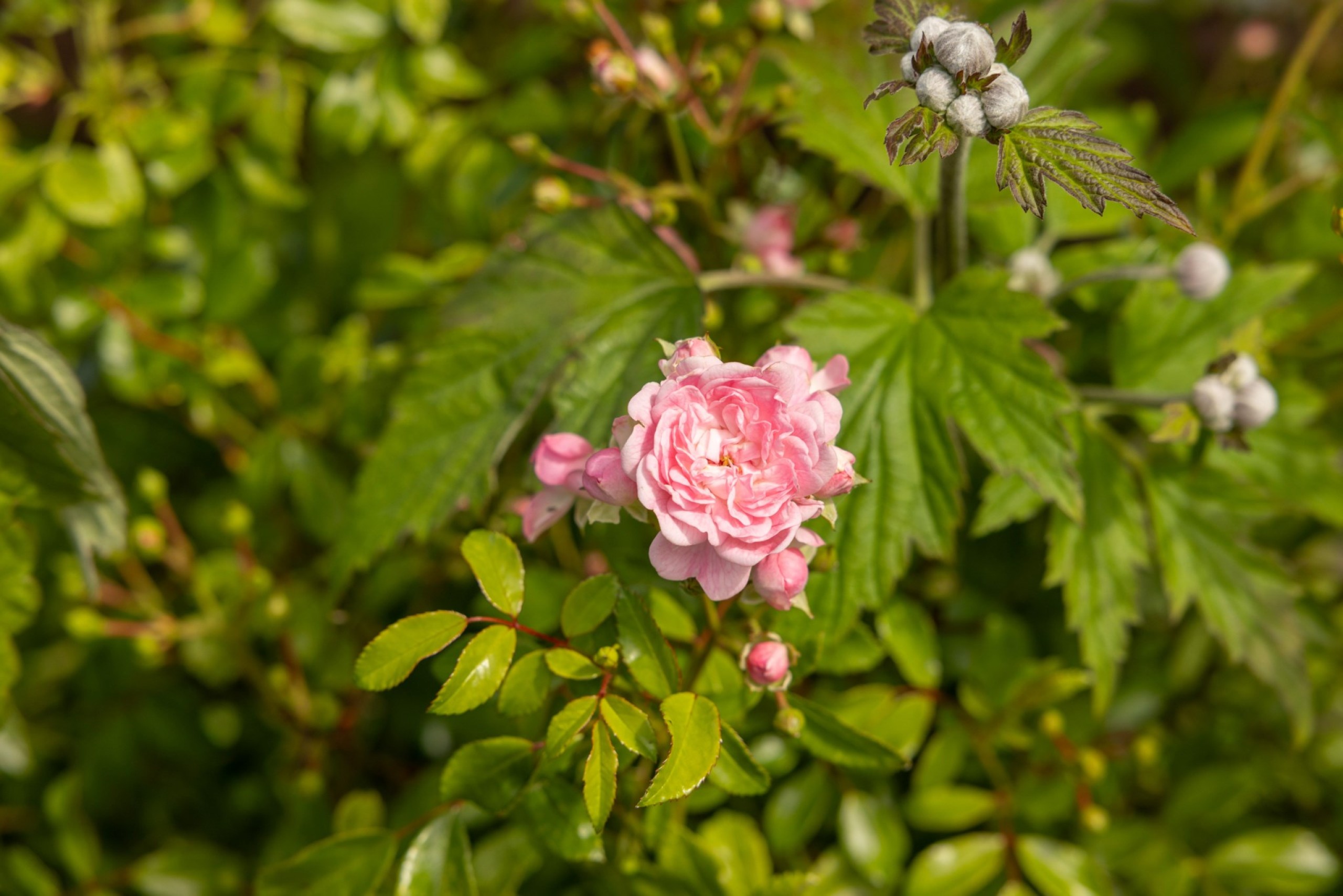 Sensommar rosor Grötlingbo Sigsarve 505