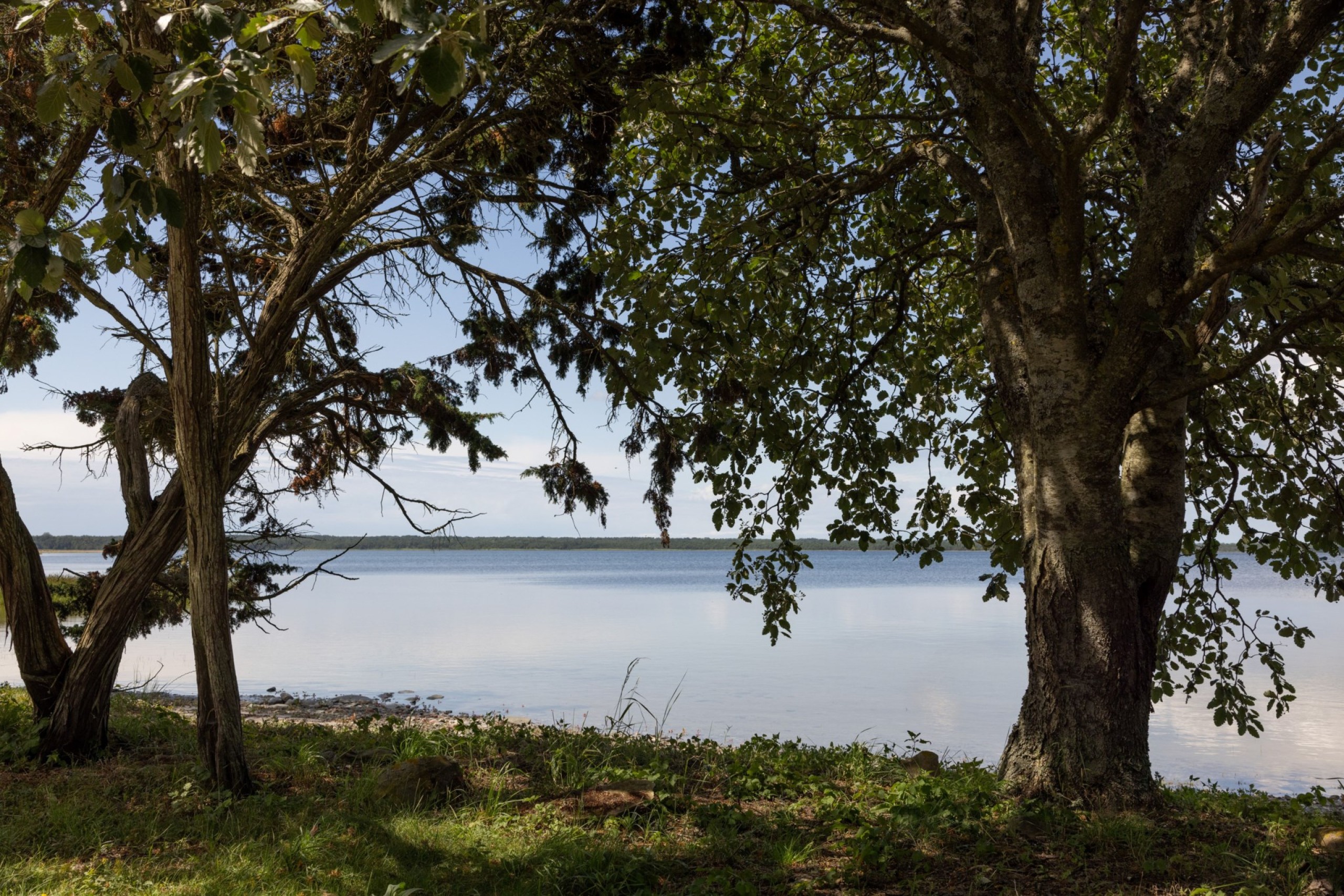 Strandmiljö, Grötlingboudd Grötlingbo Sigsarve 505