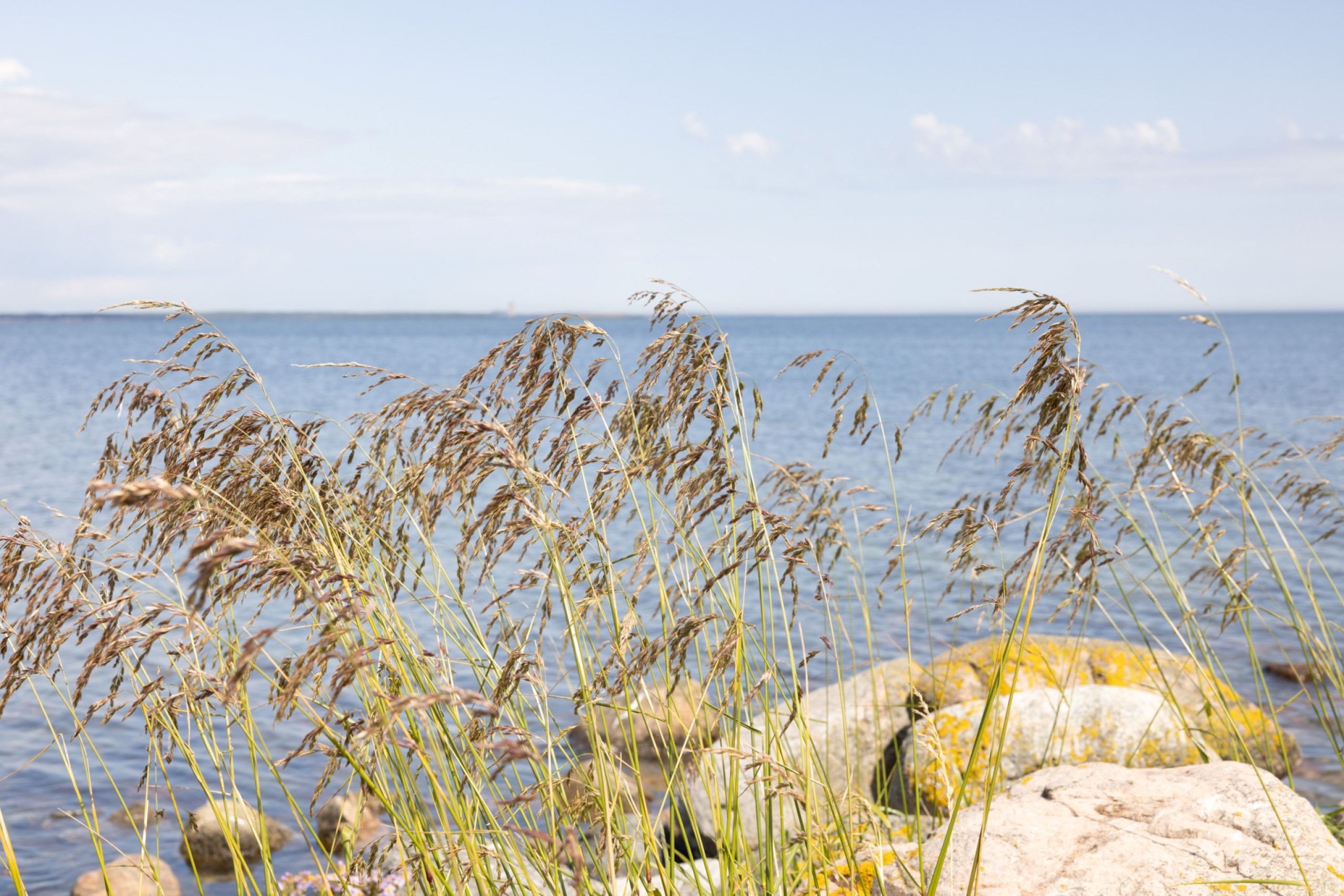 Strandmiljö, Grötlingboudd Grötlingbo Sigsarve 505