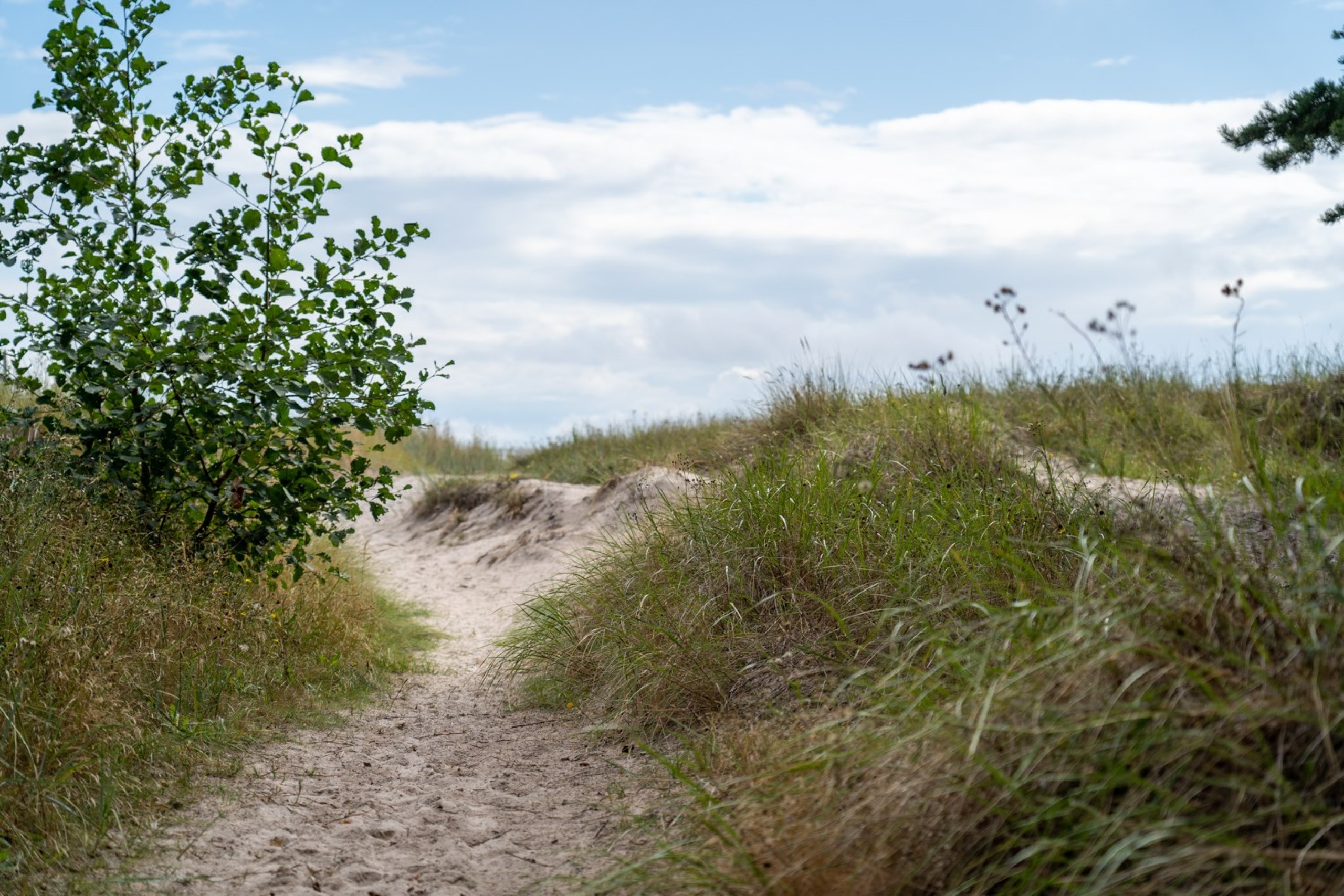  Fårö Simunds 4615